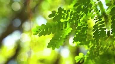 4k实拍唯美阳光下的树叶植物风光视频的预览图